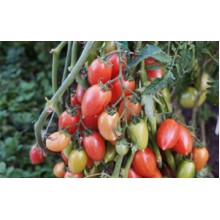 Редкие сорта томатов Конфеты Сладкая Сосулька
